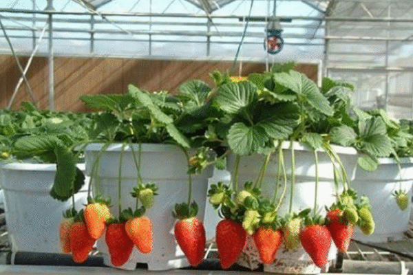 Catat! Cara Menanam Stroberi di Pot agar Cepat Berbuah Lebat Menanam Stroberi